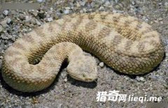 ȫ����ֲ���ʮ���ߣ��۾����岽�߾�δ���