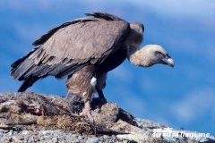 ͺ�գ�ʬ������������ʬ��Ҳ���Ź�