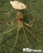 ����������Ⱥ���Ϸ���һ�����е�֩�롪Ц��֩��