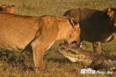 ����͵ϮСʨ�ӣ�û�뵽ͬʱ��ŭ��ֻĸʨ�����㱻Χ����