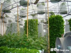 ��������������˹����ǿ�������ũ����������������ֲ�